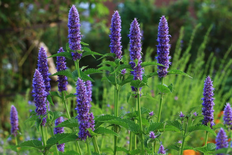 Purple flowering perennial plants