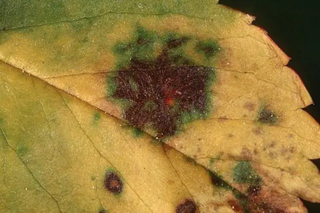 Rose leaf spot disease