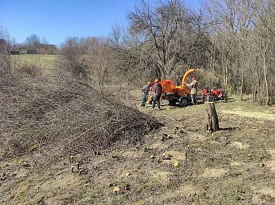 Pracovníci likvidují invazní dřeviny pomocí sekáče na dřevo.