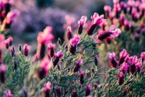 Lavender flowers in garden