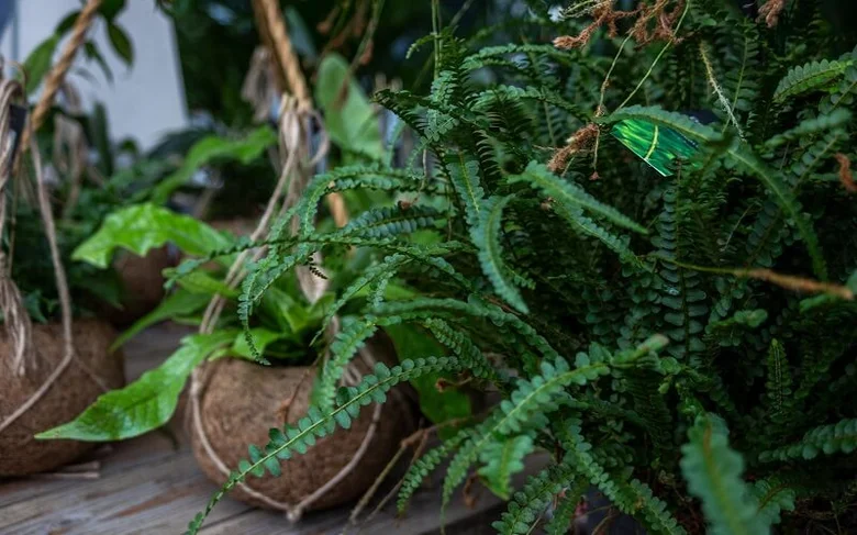 Ferns in hanging pots