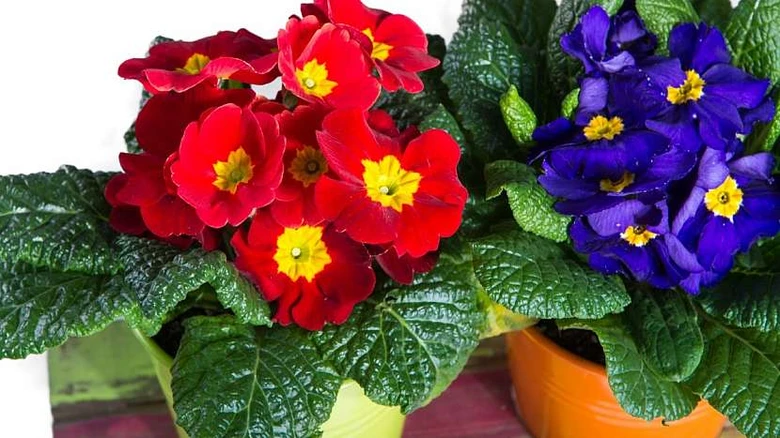 Potted primroses in pots