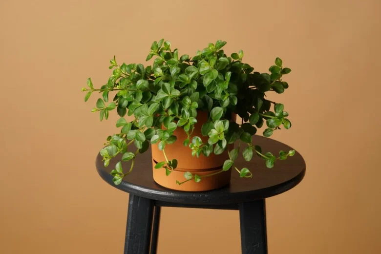 Zelená peperomie rotundifolia v hrnci na černém stolku.