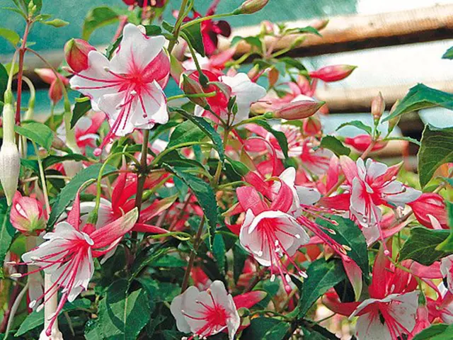 Hanging fuchsia flowers