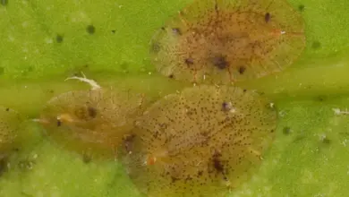 Scale insects on leaf