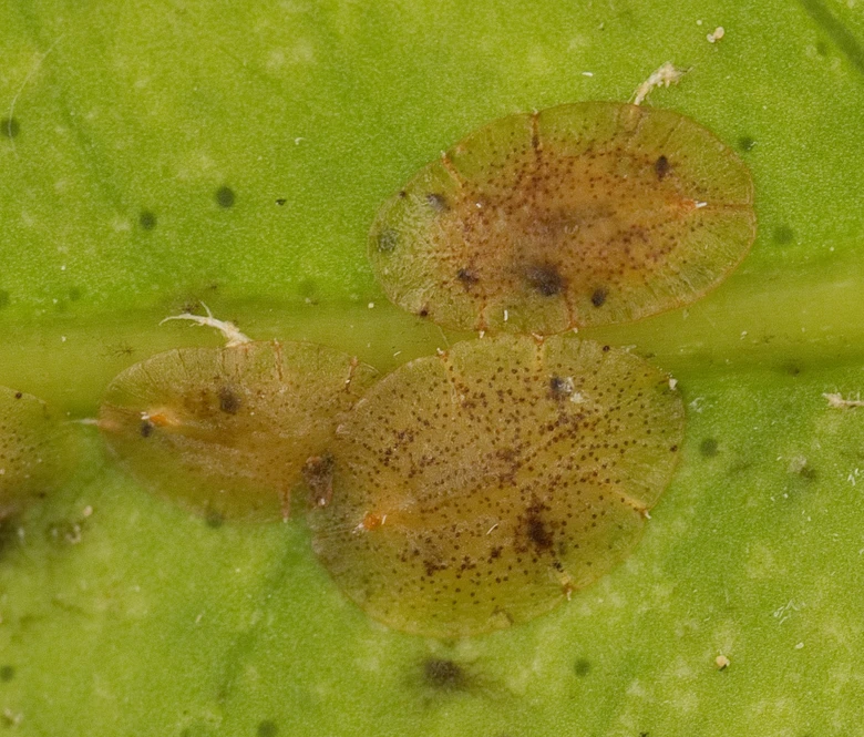 Scale insects on leaf