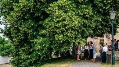 Květoucí lípa s lidmi pod korunou na kamenné cestě.