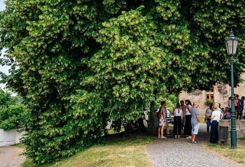 Květoucí lípa s lidmi pod korunou na kamenné cestě.