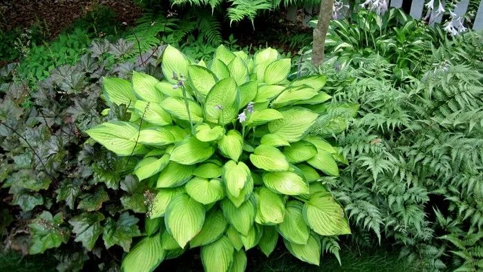 Jasně zelená denivka v zahradě s okolní vegetací.