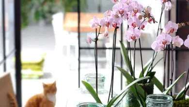 Růžové orchideje v skleněných vázách na okně s kočkou.