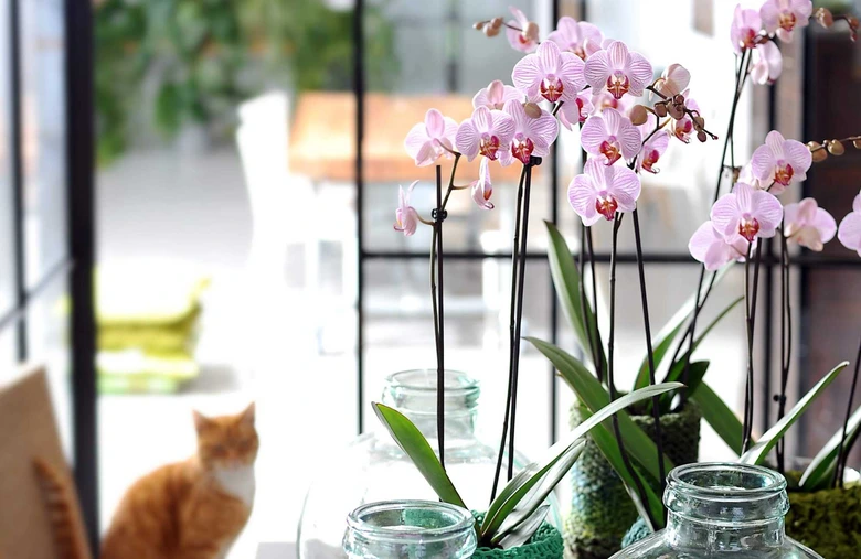 Růžové orchideje pěstované doma ve skleněných vázách s mechem.