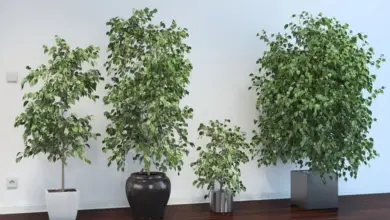 Čtyři rostliny fikusu benjamina v květináčích na podlaze.