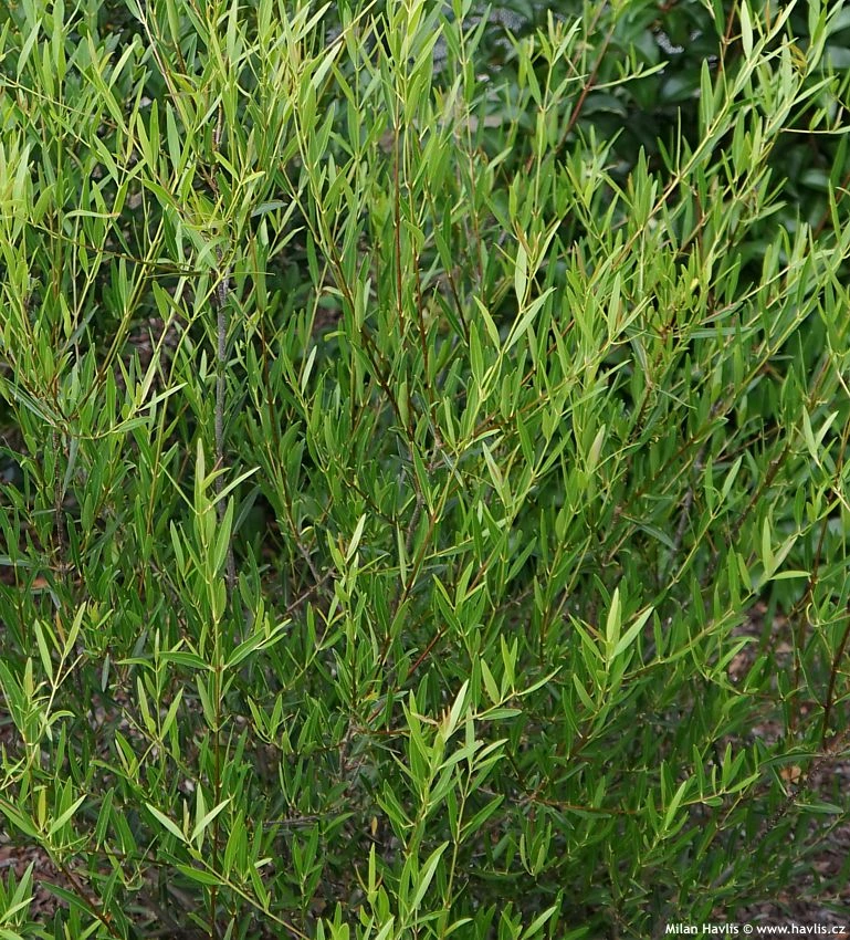 Křovina úzkolistého javorníku s hustou zelenou listovou masivní vegetací.