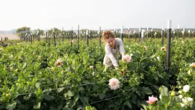 Žena pěstuje jiřiny v zahradě s kvetoucími rostlinami.