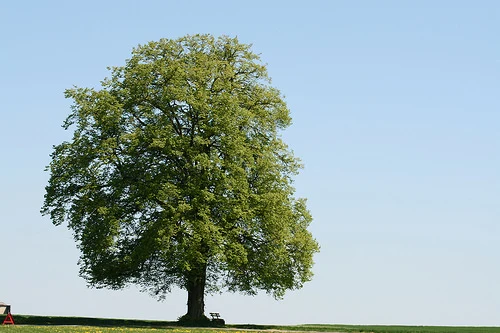 Samotná lípa stojí na zelené louce pod modrou oblohou.