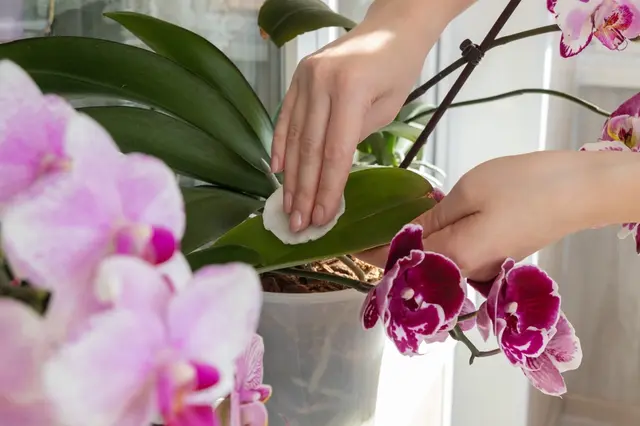 Ruce čistí listy kvetoucí fialové orchidej po odkvetu.