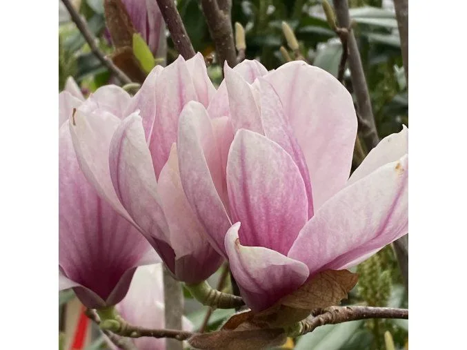 Růžová květina magnolie Soulangeana v plném rozkvětu na větvi.
