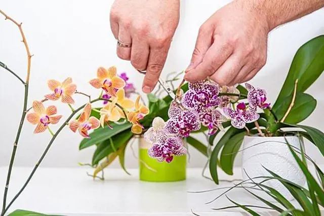 Ruční zastřihování květů na orchideji po odkvetu