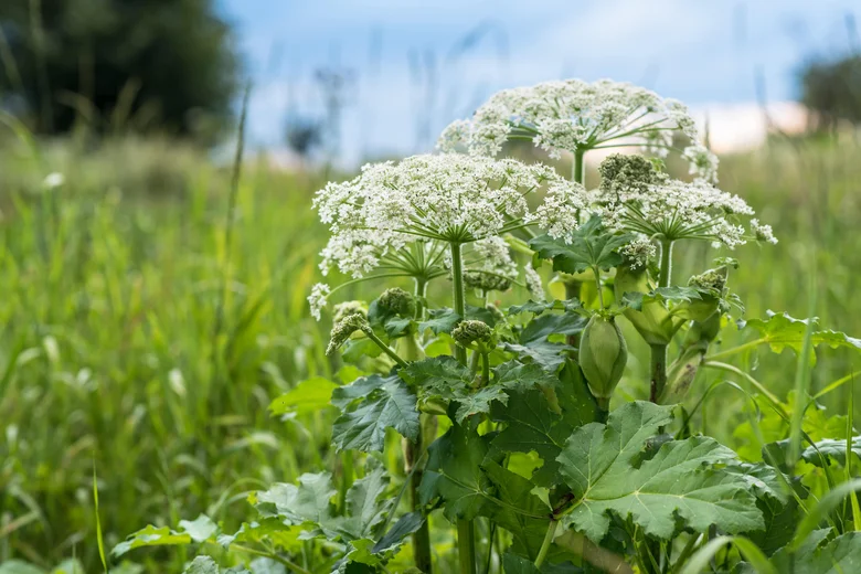 Poisonous herbaceous plant