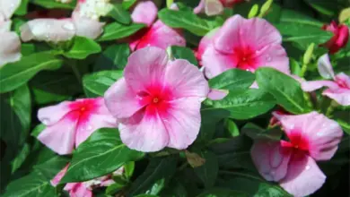 Pink catharanthus roseus flowers