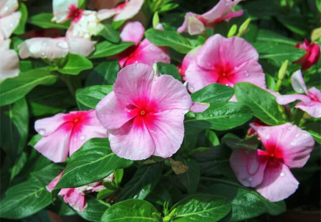 Pink catharanthus roseus flowers