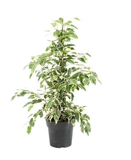 Ficus benjamina plant