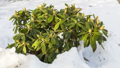 Rododendron s květními pupeny rostoucí v sněhu.