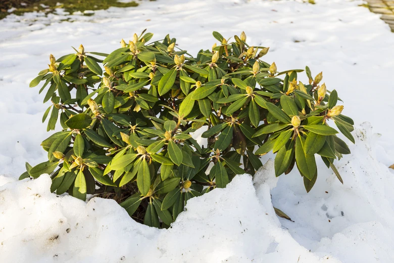 Rododendron s květními pupeny rostoucí v sněhu.