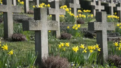 Žluté narcisy kvetoucí kolem hrobů na pohřebišti.