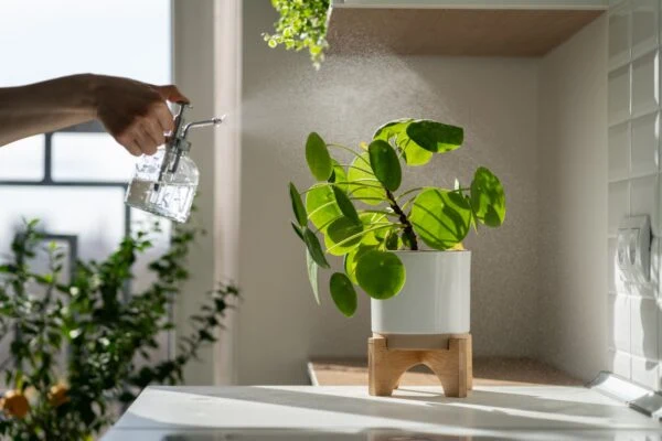 Ruka zalévá rostlinu pilea peperomioides v bílém květináči.