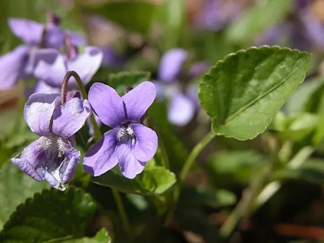 Purple violet flowers with green leaves