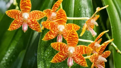 Oranžové skvrnité květy pokojových orchidejí na zelených listech.