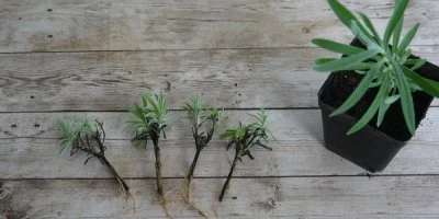 Kořenící řízků levandule vedle dospělé rostliny na dřevěném povrchu