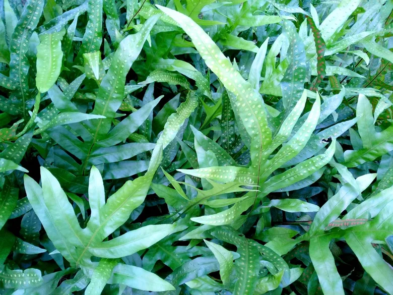 Golden spotted fern