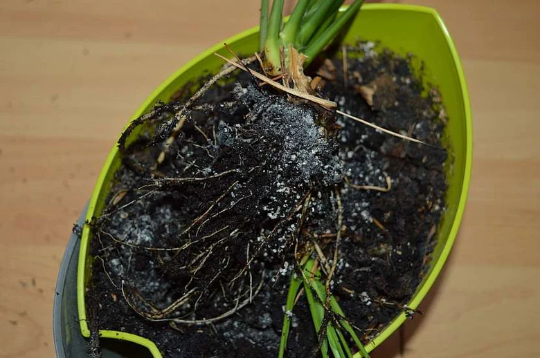 Zelená rostlina s odhalenými kořeny v hrnci po přesazení.