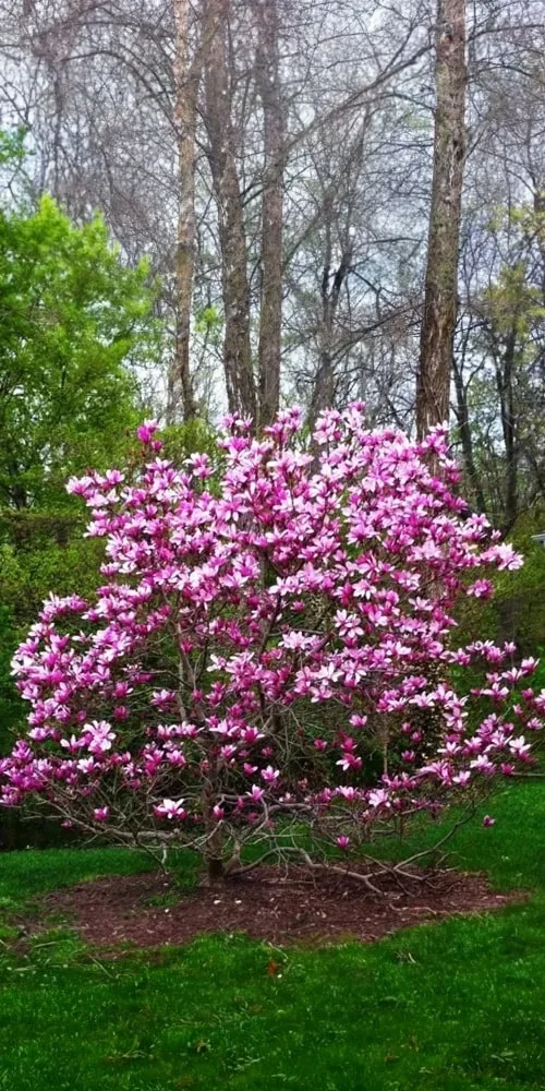 Rozkvétající keř magnólie v zelené zahradě s vysokými stromy.