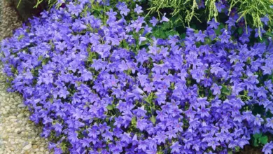 Fialové květy zvonky campanula rostou v zahradním záhonu.