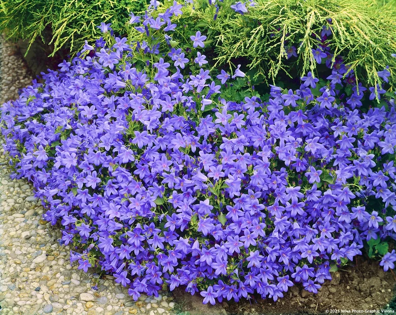 Fialové květy zvonky campanula rostou v zahradním záhonu.