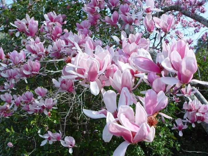 Růžové květy magnolie Soulangeana na větvích s listy.