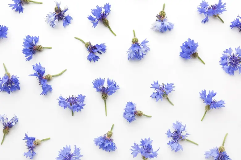 Cornflowers scattered on white background