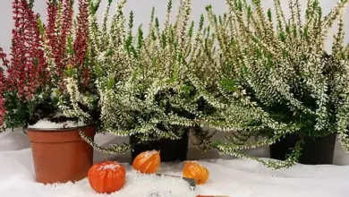Frost-hardy potted heathers