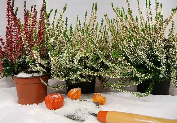 Frost-hardy potted heathers