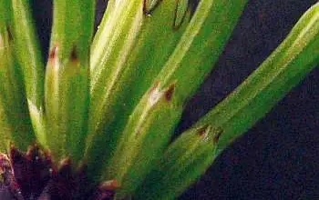 Equisetum arvense stem detail