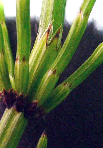 Equisetum arvense stem detail