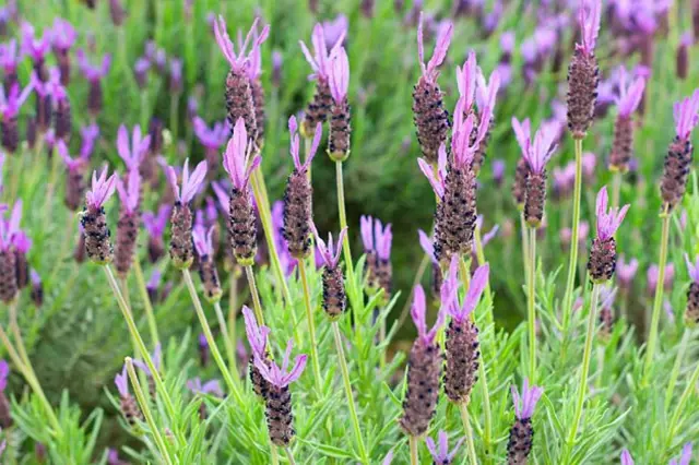 Lavender flowers in bloom
