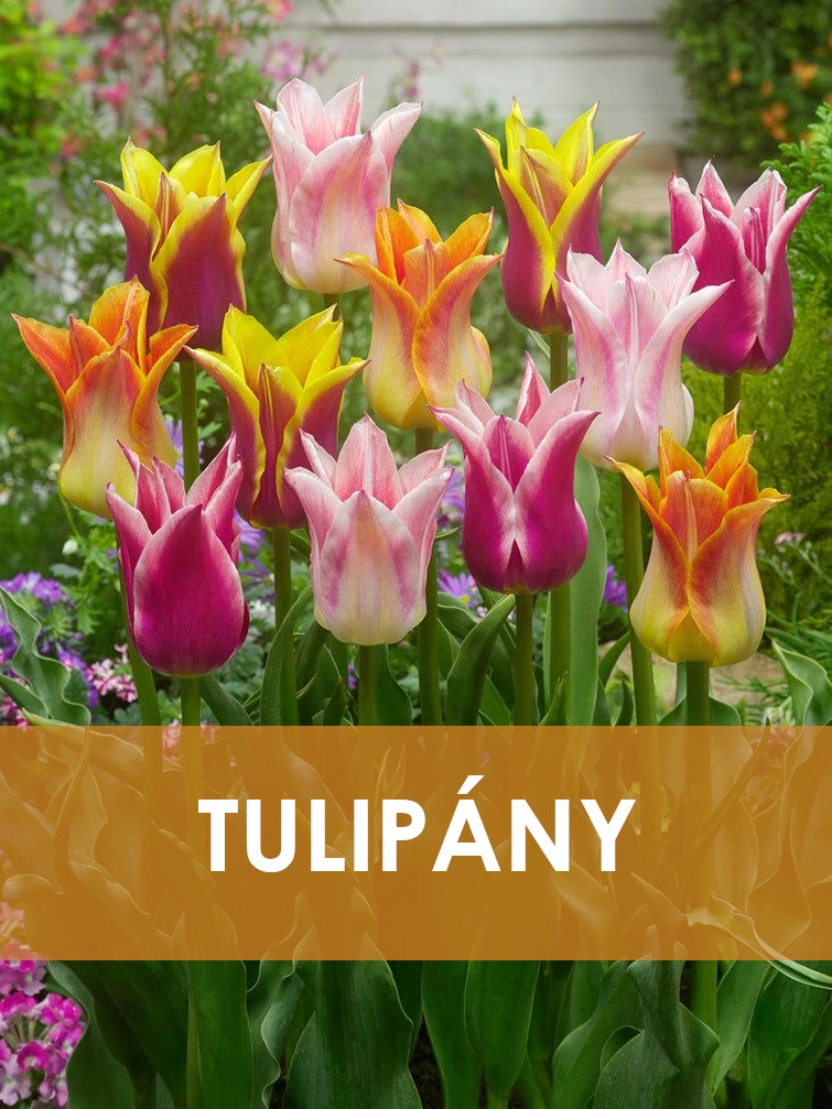 Květinová skupina barevných tulipánů rostoucích v zahradě.