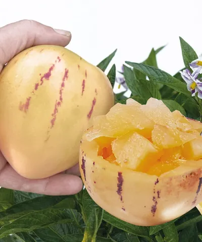 Ruka drží žluté ovoce pepina s proužky vedle rozřezané poloviny.