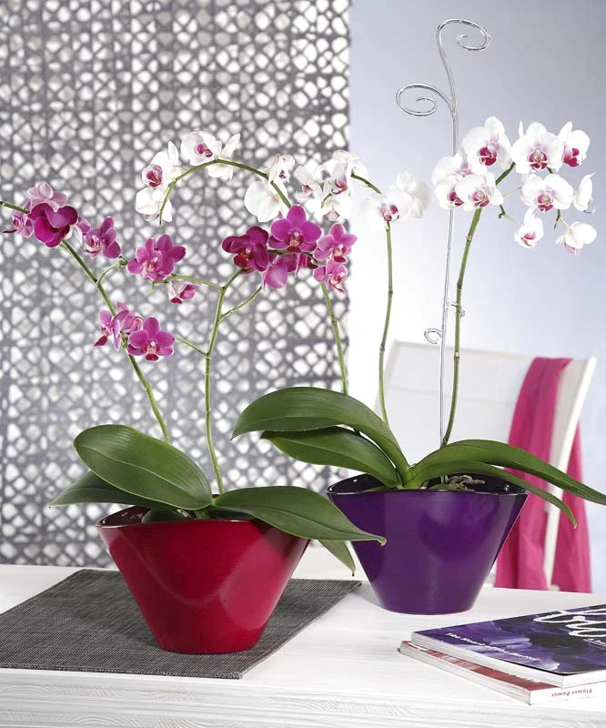 Dvě kvetoucí faleropisové orchideje v hrncích na stole.