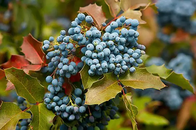 Blauvé plody mahonie cesmínolisté s ostnatými listy.