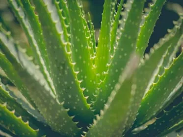 Zelená rostlina aloe vera s výraznými listy v detailu.
